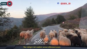 7.2K views · 307 reactions | #Vjeshtë_Në_Dibër •Rruga Peshkopi-Vleshë nën hijeshinë e vjeshtës. ✅Për më shumë ndiqni webin e portalit Dibra ON www.dibraon.com | Dibra On | Facebook