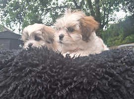 Lhapoo  this girl has found her forever home