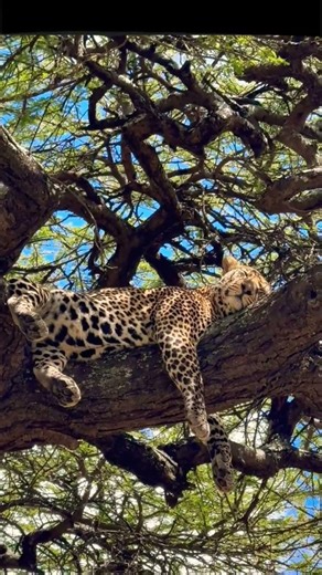 Leopard is sleeping peacefully on top of the tree