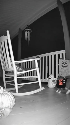 This is what i my motion detector caught overnight!