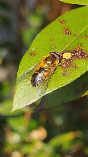 First Epistrophe eligans hoverfly of Spring