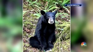 Black bear killed for getting too friendly with humans