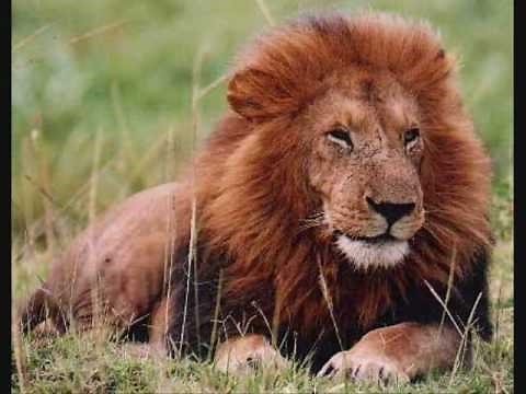 The Carnival Of The Animals: Royal March Of The Lion