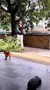 25K views · 783 reactions | Super funny! Hero Lala tries to chase away pesky flies #Lala #Monkey #Bibi | Real Monkeys | Facebook