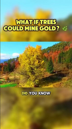 Scientists Discover Trees That Soak Up Gold From the Soil! #GoldTree #naturewonders