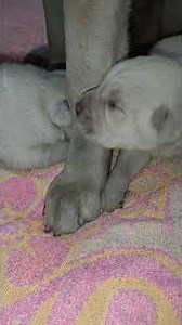 12 days old labrador babies