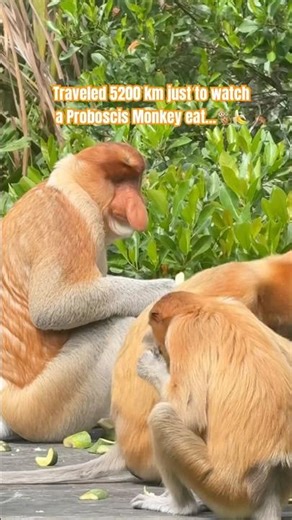 World’s Weirdest Monkeys? Meet the Proboscis Monkey! 🐒 #monkey #travel #wildlife #animal