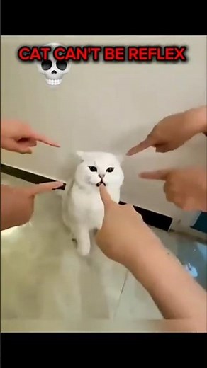 White Cat Can't Be Reflex? Hilarious Pet Challenge | Viral Short Video #truedialogue