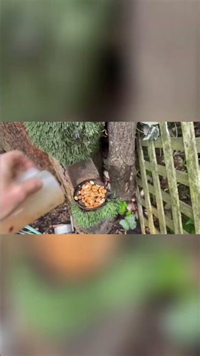 Squirrel Pest Control 101 - Double Tap Mastery