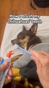 It’s time to brush the chihuahua teeth 🪥🐶