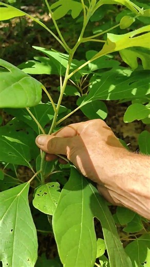 Did You Know You Can Eat The Tips of This Tree #wildedibles #foraging #nature #shorts