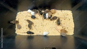 Pet mice of different colors in a container. Mouse bustle. Domestic mice