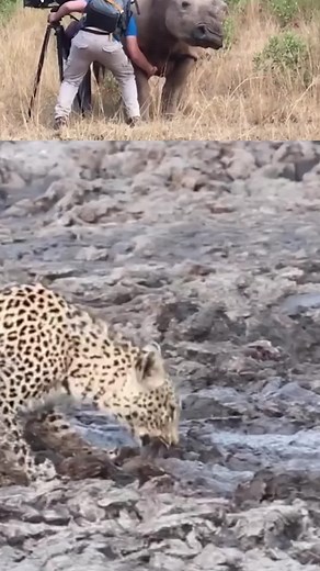 Tiger vs Hippo #wildlife #wildlifephotography #wildlifelover #tiger #tiger🐅 #Hippopotamus #hippo #hippos #animal #animals #fypchallenges #hippopotamussong #tigerking #tigershark #tigers #tigergank #hippopotamusforchristmas