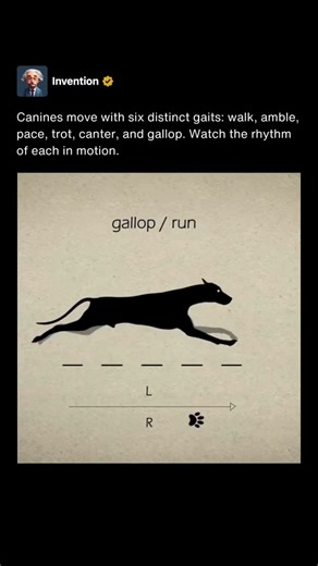 Invention on Instagram: "Canines move in remarkably structured ways. While it may look like simple walking or running to the casual observer, their movement patterns are divided into six distinct gaits: walk, amble, pace, trot, canter, and gallop. Each gait has a unique rhythm and footfall sequence adapted for different speeds, energy levels, and terrain. These gaits are not random but rooted in evolution, efficiency, and biomechanics. The walk is the slowest with each foot landing independently