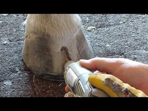 Removing Moderate White Line infection From The Hoof