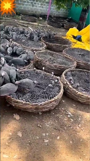 #Guinea fowl farming#farming#organic farm #viral reel