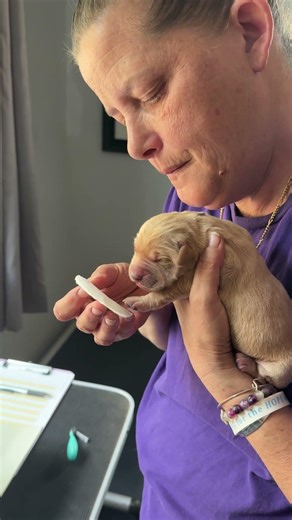 Early Neurological Stimulation at 3 days old - Mulan litter, Bert x Sorcha