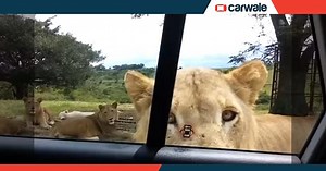 Animals and cars don’t always get along