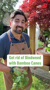 Gardening with Ish on Instagram: "Bindweed is my garden nemesis and in an effort to rid of it once and for all we’ve been testing the bamboo cane method. Using my gardening tips for beginner gardeners I’ll be showing you how to take care of that pesky garden weed that seems like a never ending battle #gardeningtips #gardeningforbeginners #planttips #weeding #gardeninghacks"