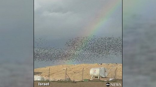 Starlings fly in incredible formation in Israel