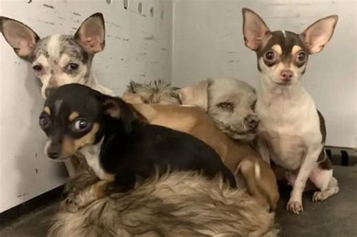 Tiny chihuahuas survive Hemet house fire — now they need a forever home