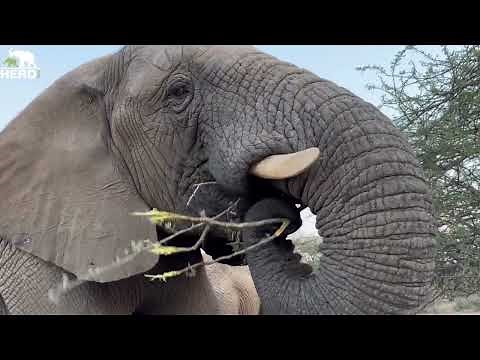 Have You Ever Wondered How Elephants Eat Thorny Branches?