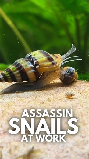 Assassin Snails in Fish Tank