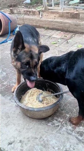 Are German Shepherds not afraid of Rottweilers constantly baring their teeth? #kingcharles