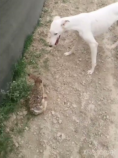 Dog Vs Rabbit Playing