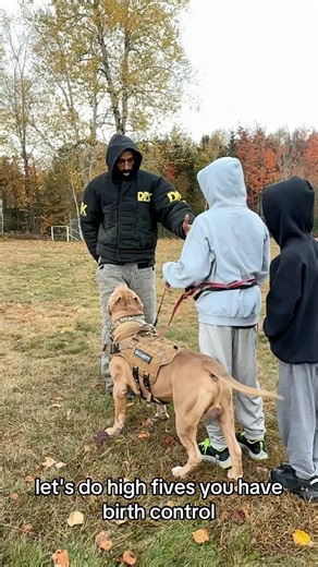 45K views · 1K reactions | Young Pitbull learns to protect his little brothers with force! Controlled aggression 﫣❤️﫡 #dogtrainer #dog | Marlon Grennan | Facebook