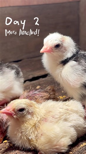 Day 1 to Day 4 Chick Growth 🐥 #shorts