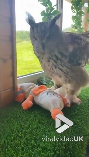 Owl gets frisky with cuddly toy || Viral Video UK