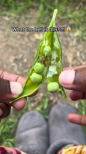 First of all how did this thing get inside this tight pea pod 😭😭😭 Like what if I had just bitten into it like we always do sometimes 😩 even worse how many of these things have I already eaten unknowingly 😫😭⚰️ I don’t even know if I should brush my teeth or rinse my mouth with salt water or what 😭 What trauma! I need counselling yhooo! 🙆🏽‍♀️ . #gardenpests #gardenpestsofinstagram #peas #sweetpeas #homegardening #gardenbugs #backyardgarden