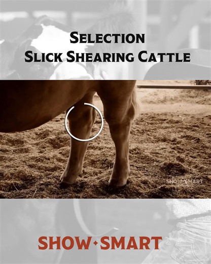 Clean joints are always important when selecting cattle, but even more so when they show slick. Michael Schertz recommends paying particular attention to any fluid a calf may have on its hocks in our selection video. We’re here for all kids on Show Smart, including those who show slick sheared or haired cattle. Learn from our experts and master the fundamentals! Which do you prefer to show? | Show Smart