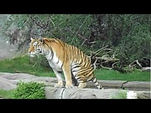 Noisy Tiger Diarrhea