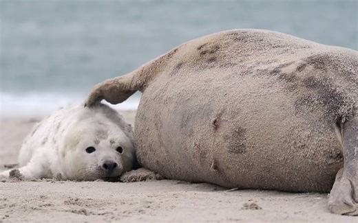 小灰海豹！和麻麻玩闹！