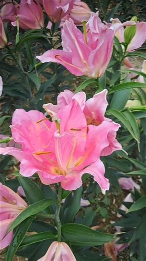 백합 Lilium longiflorum / korea