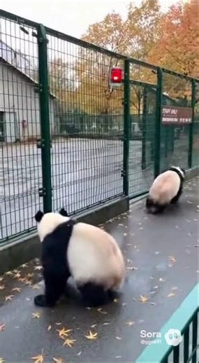 Panda escapes zoo