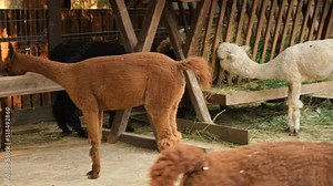 Alpacas on the farm. A group of exotic animals is eating hay in a pen. White brown furry animals. Breeding and cultivation of alpacas for wool production. The animals live in the zoo. Feeding process
