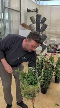 New arrivals of flowering plants 🌸 #flowers #fiori #plants #piante #vivaio #garden #fioritepiante