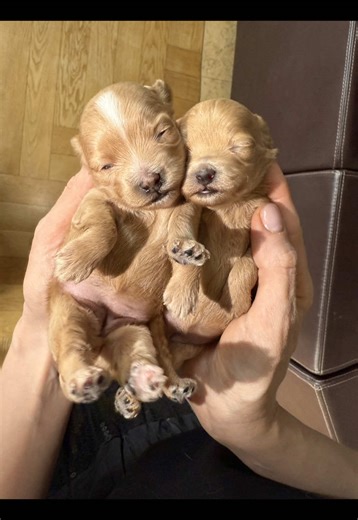 Maltese&Maltipoo на TikTok