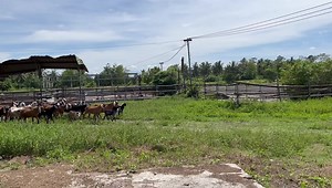 263K views · 9.2K reactions | Mga kambing at si kambaka. | Adelaide River Farms | Facebook