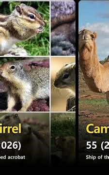 Top 70 Most Human-Friendly Animals in the World (Unit: Friendliness Score)