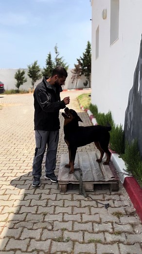 HSS DOG Academy sur TikTok