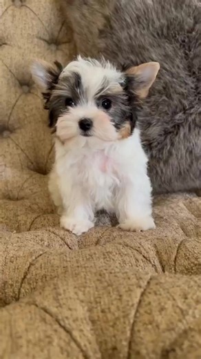 7.5K views · 287 reactions | So Cute & Adorable Yorkshire Terrier Puppy  So Cute And Adorable Yorkie Puppy .... 殺殺殺殺 So Cute And Beautiful Yorkshire Terrier .... 殺殺殺殺殺 #yorkie #yorkshireterrier #yorkiepuppies #yorkielove #yorkieoftheday #yorkiepuppy #yorkielife #yorkieoftheday #yorkielovers #yorkies #Viral | I Love Yorkshire Terrier | Facebook