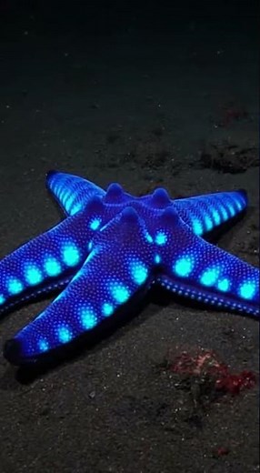 ¡Descubre las criaturas luminosas del océano! 🌊✨