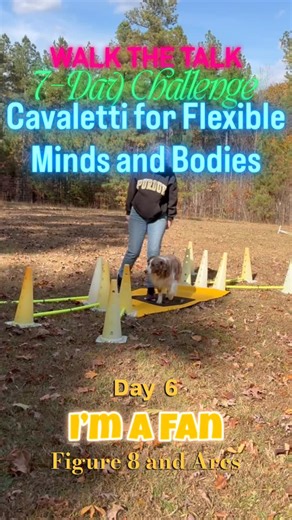 Walk the Talk — Day 6: I’m a Fan 7-Day Challenge: Cavaletti for Flexible Minds and Bodies I’m a Fan develops symmetry, core/oblique strength, and decision-making under a simple pattern. Arrange a small hub (cone/target) with three ground poles fanning out on each side. Your dog trots a calm figure-8: thread between the three spokes on the left, cross past the hub, then between the three on the right—without weaving or jumping. Watch for consistent arc size, steady rhythm, and equal bend both way