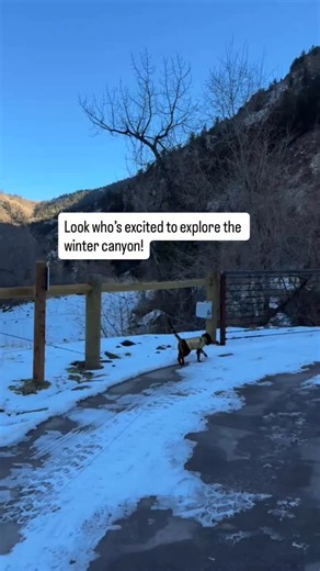 Adventure cats Merlin & Mahina on Instagram: "Part 2 Fortunately, being in snow and cold ❄️❄️doesn’t faze Merlin. In fact, he prefers it to summer heat. (Just like his meowmy). Cats pick up on our emotions. The more laidback we are in situations, the more they relax. 😁If we’re stressed, they mirror our emotions. I try to keep Merlin away from chaotic noisy environments. But I can’t control the environment outdoors, so the key is to stay calm no matter what and monitor Merlin’s body language. If