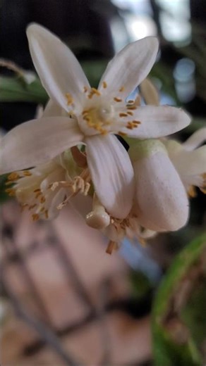How To Garden: Ruby Red Grapefruit
