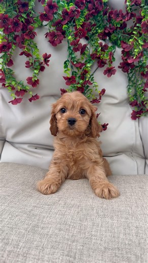 🍒 Meet Cherry, an adorable Cavapoo puppy from South Orange, New Jersey! 💕 Sweet, playful, and full of personality — Cherry is the perfect mix of a Cavalier King Charles Spaniel’s affection and a Poodle’s intelligence. She’s gentle, hypoallergenic, and ready to bring endless cuddles into your life. 🐾 ✔️ Friendly, intelligent & great with families ✔️ Hypoallergenic coat – low shedding ✔️ Negotiable price 📍 Location: South Orange, Essex County, New Jersey 📌 Listing ID: 654120 🔗 https://www.pe